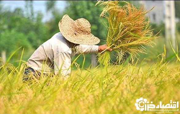 ۴۵ درصد شالیزارهای گیلان آماده برداشت است