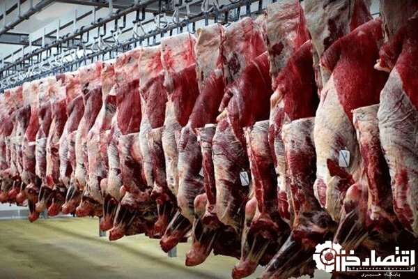 تولید بیش از ۲۸ هزار تن گوشت قرمز در استان گیلان