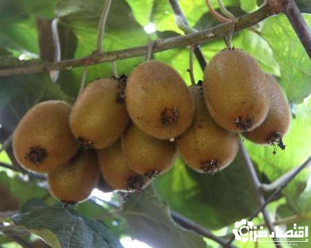 لزوم مبارزه با آفت سپردار سفید کیوی