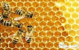 جهش فرآورده‌های جانبی عسل در گیلان