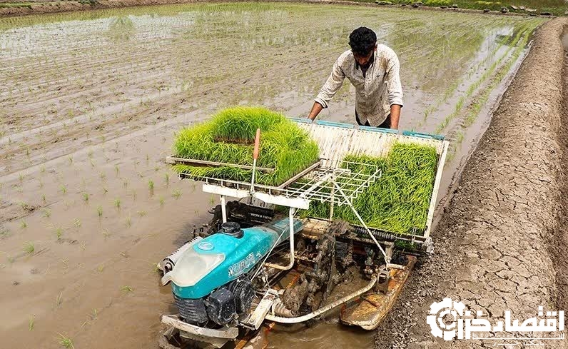 نشای ۷۱ هزار هکتار از شالیزارهای گیلان