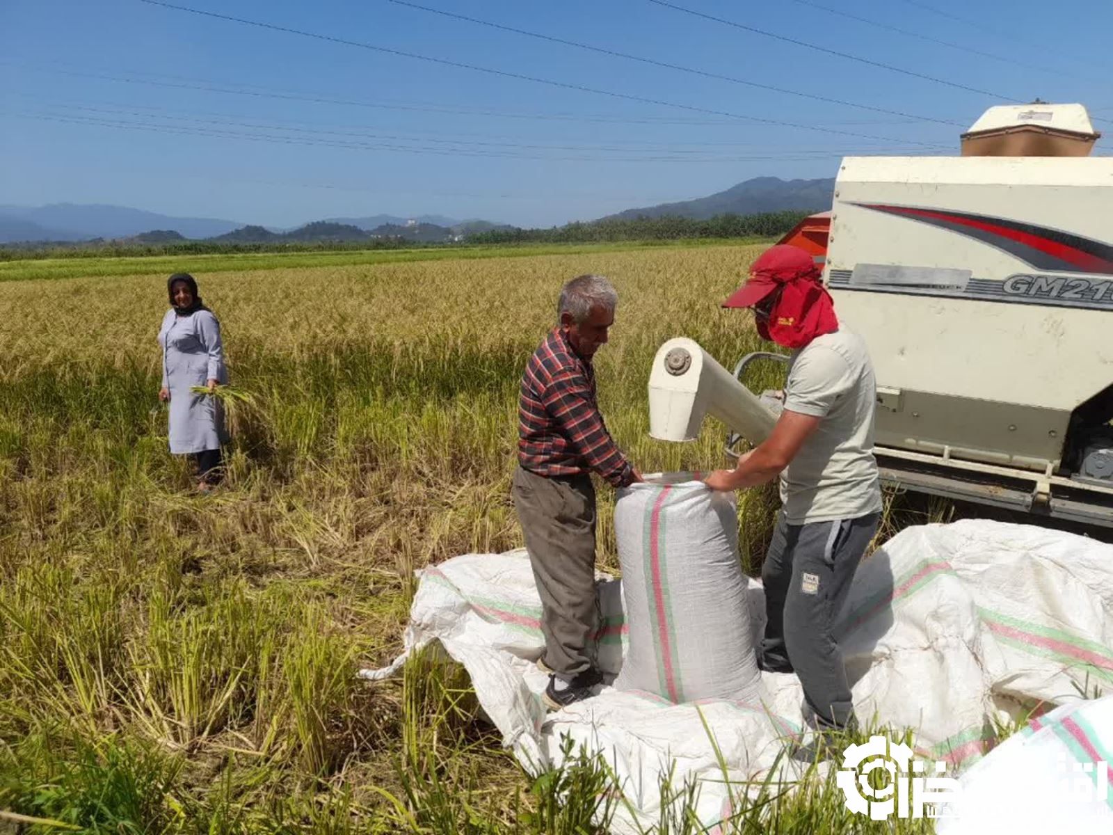 گیلان دومین تولیدکننده برنج کشور است