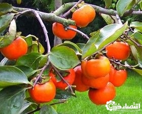 آغاز برداشت خرمالو در گیلان