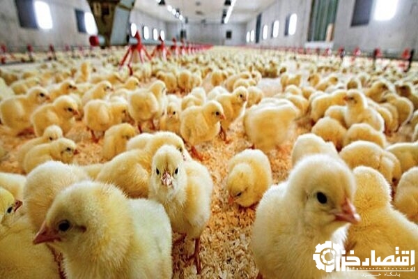 انجام جوجه ریزی برای تولید ۱۱۷ هزار تن گوشت سفید در گیلان