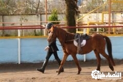 بیستمین جشنواره ملی زیبایی اسب کاسپین در منطقه آزاد انزلی برگزار شد