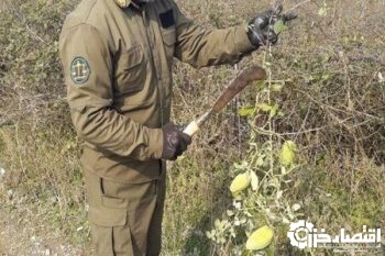 غفلت از گونه مهاجم آروجیا مبارزه با آن را پرهزینه می کند