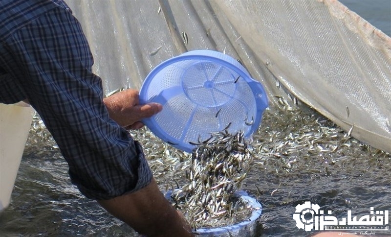 رهاسازی۱۷۰ میلیون قطعه بچه ماهی در رودخانه‌های گیلان