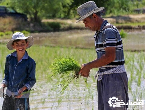 کاهش رنج تولید برنج در گیلان