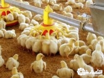 جوجه ریزی ۹۹ میلیون قطعه ای در گیلان