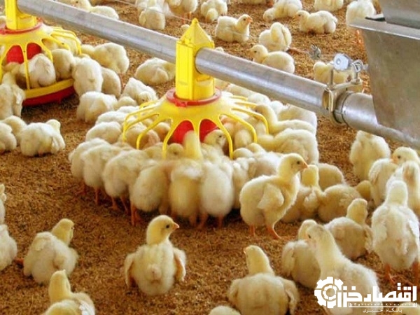 جوجه ریزی ۹۹ میلیون قطعه ای در گیلان