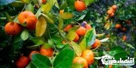 برداشت ۸۰ هزار تنی مرکبات از باغات گیلان