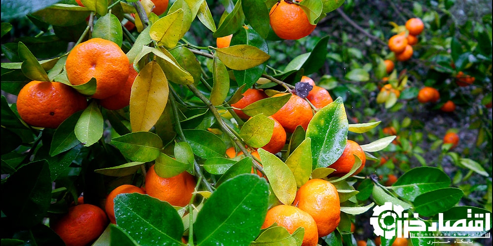 برداشت ۸۰ هزار تنی مرکبات از باغات گیلان برداشت ۸۰ هزار تنی مرکبات از باغات گیلان