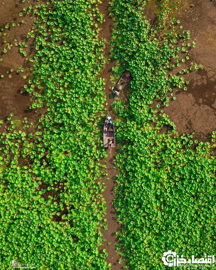 اجرای طرح حفاظت از تالاب انزلی در ۲ فاز معیشت و کشاورزی پایدار