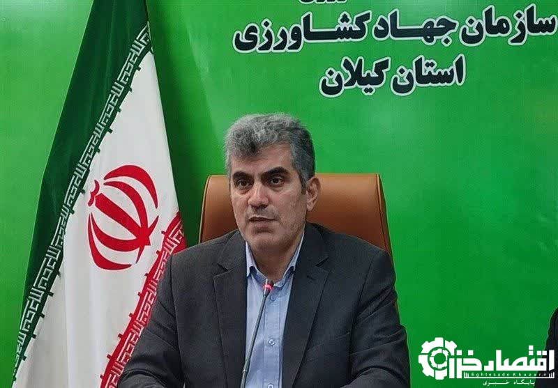 ظرفیت تامین بازار برنج در کشور وجود دارد