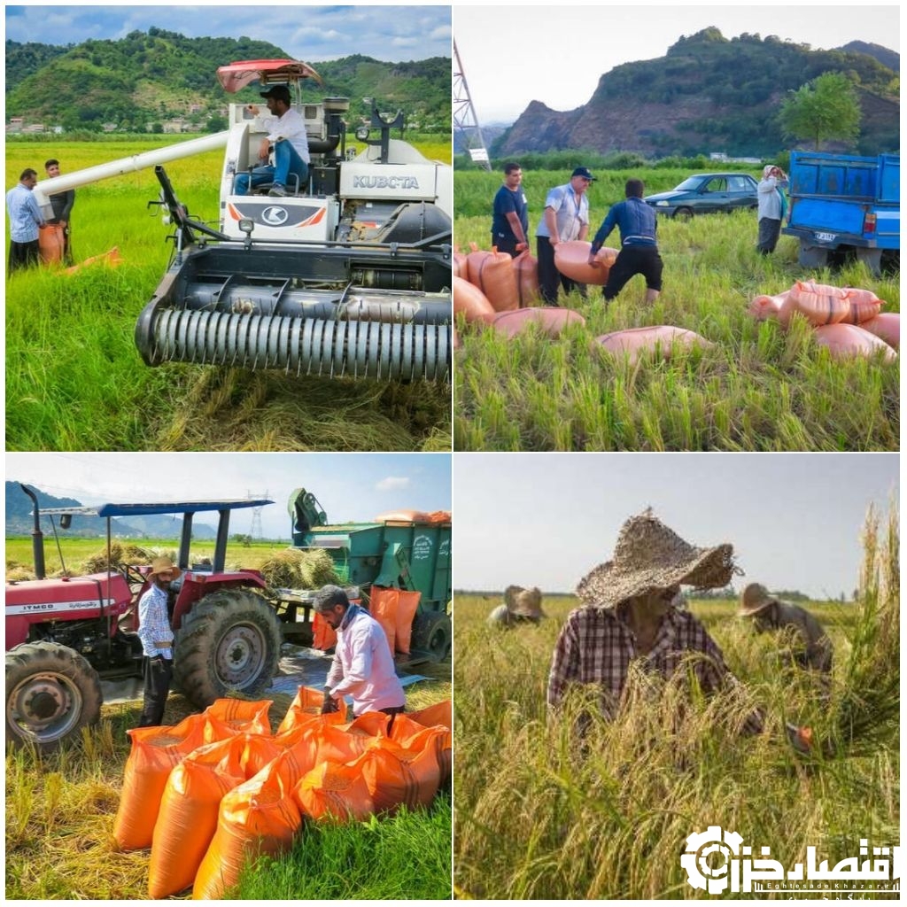 ۸۰درصد محصول برنج در گیلان برداشت شده است