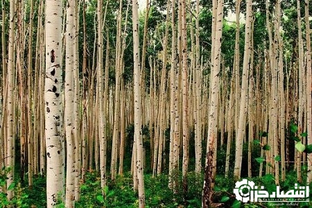 فروش ۸۰ میلیارد تومانی زراعت چوب در گیلان