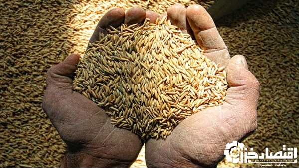 سال طلایی برنجکاری در گیلان