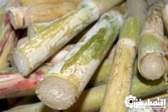 پیش بینی درآمد ۱۸۰ میلیارد ریالی نیشکرکاران گیلان