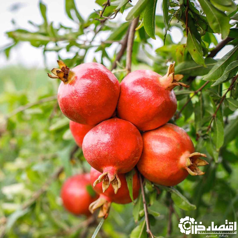 پیش بینی برداشت ۴۰۰۰ تنی انار در گیلان