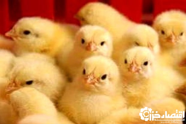 ۱۵ میلیون جوجه یک روزه در مرغداری‌های استان در حال پرورش است