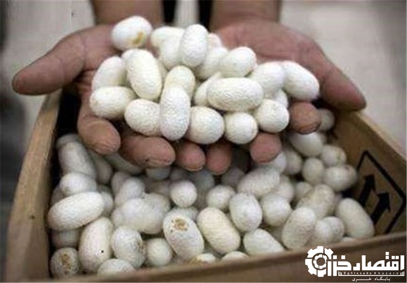 ۴۵۰۰ کیلوگرم پیله کرم ابریشم امسال در استان گیلان تولید می‌شود