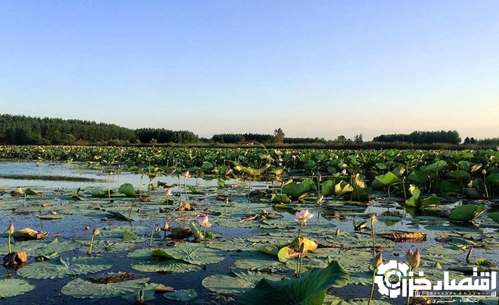 کشاورزی همسو با محیط زیست در روستاهای حاشیه تالاب انزلی