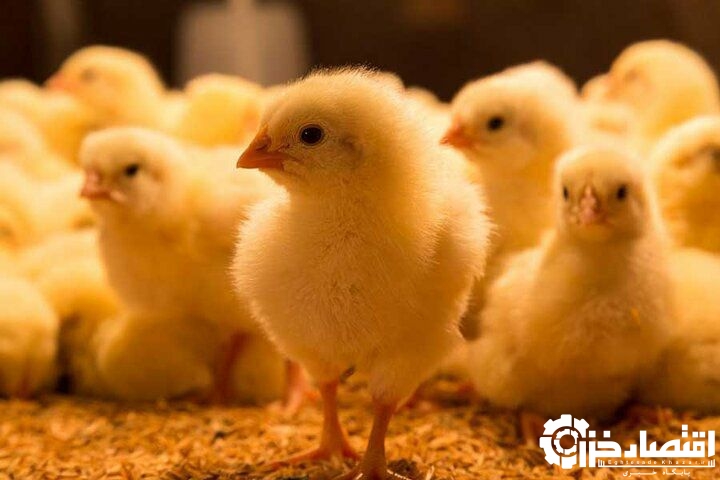 رشد تولید و جوجه ریزی در مرغداری‌های گیلان
