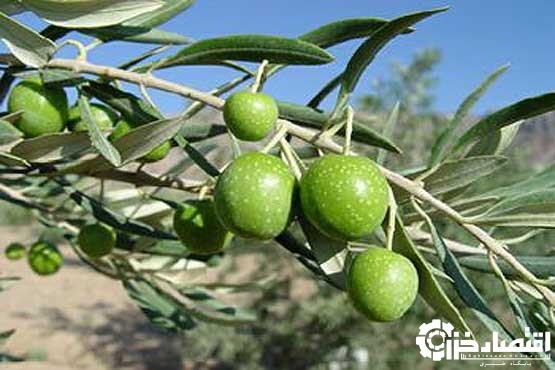 برداشت زیتون سبز از ۳۵ درصد باغات گیلان