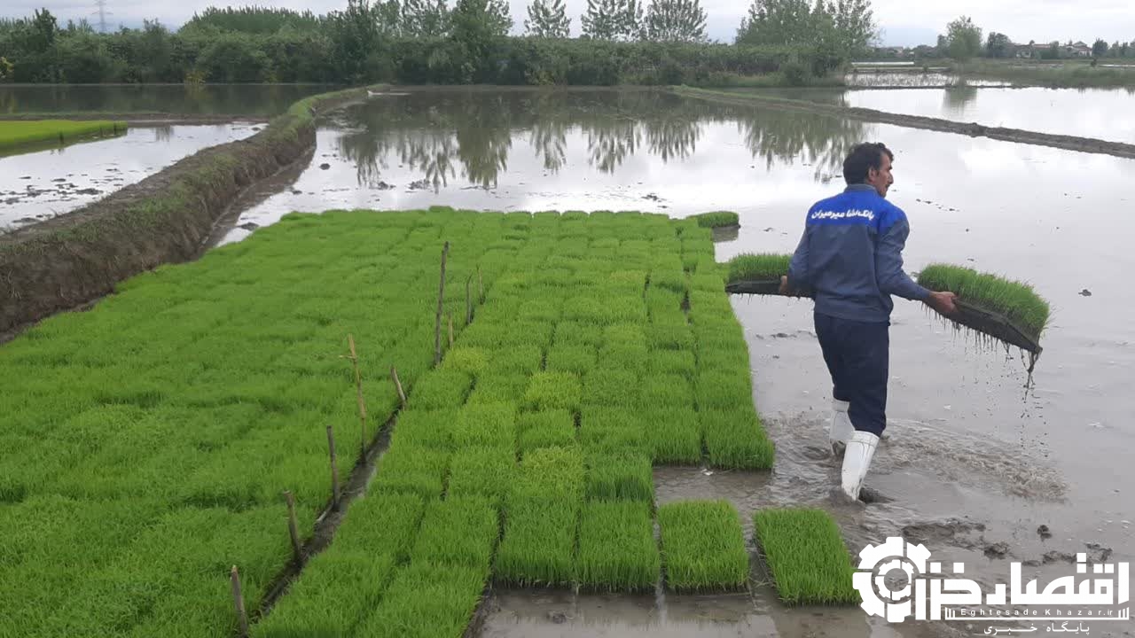 کشت ارقام پر پتانسیل برنج از سیاست‌های جهاد کشاورزی است