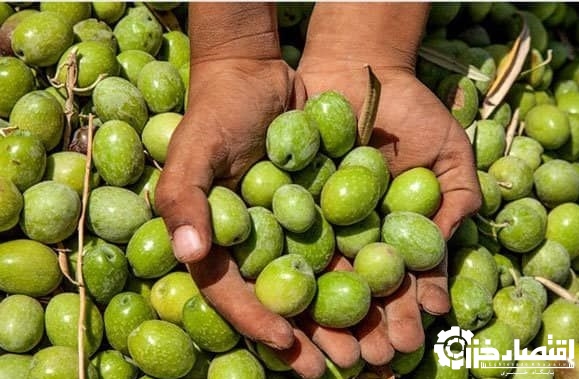 افزون بر ۱۰ هزار تن زیتون از باغ‌های گیلان برداشت شد