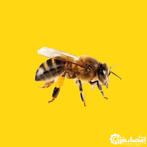 زنبورداران همکاری کنند