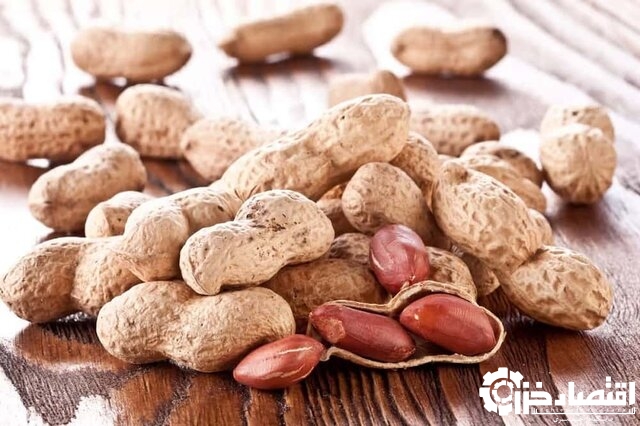 فعالیت بیش از ۳۵۰۰ کشاورز در مزارع بادام زمینی گیلان