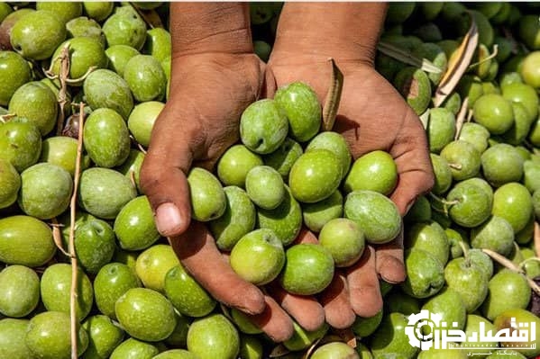 برداشت ۸۵ درصدی زیتون از باغات جنوب گیلان