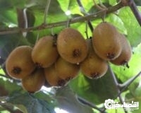 ذخیره‌سازی ۱۵۰ هزار تن کیوی در سردخانه‌های گیلان