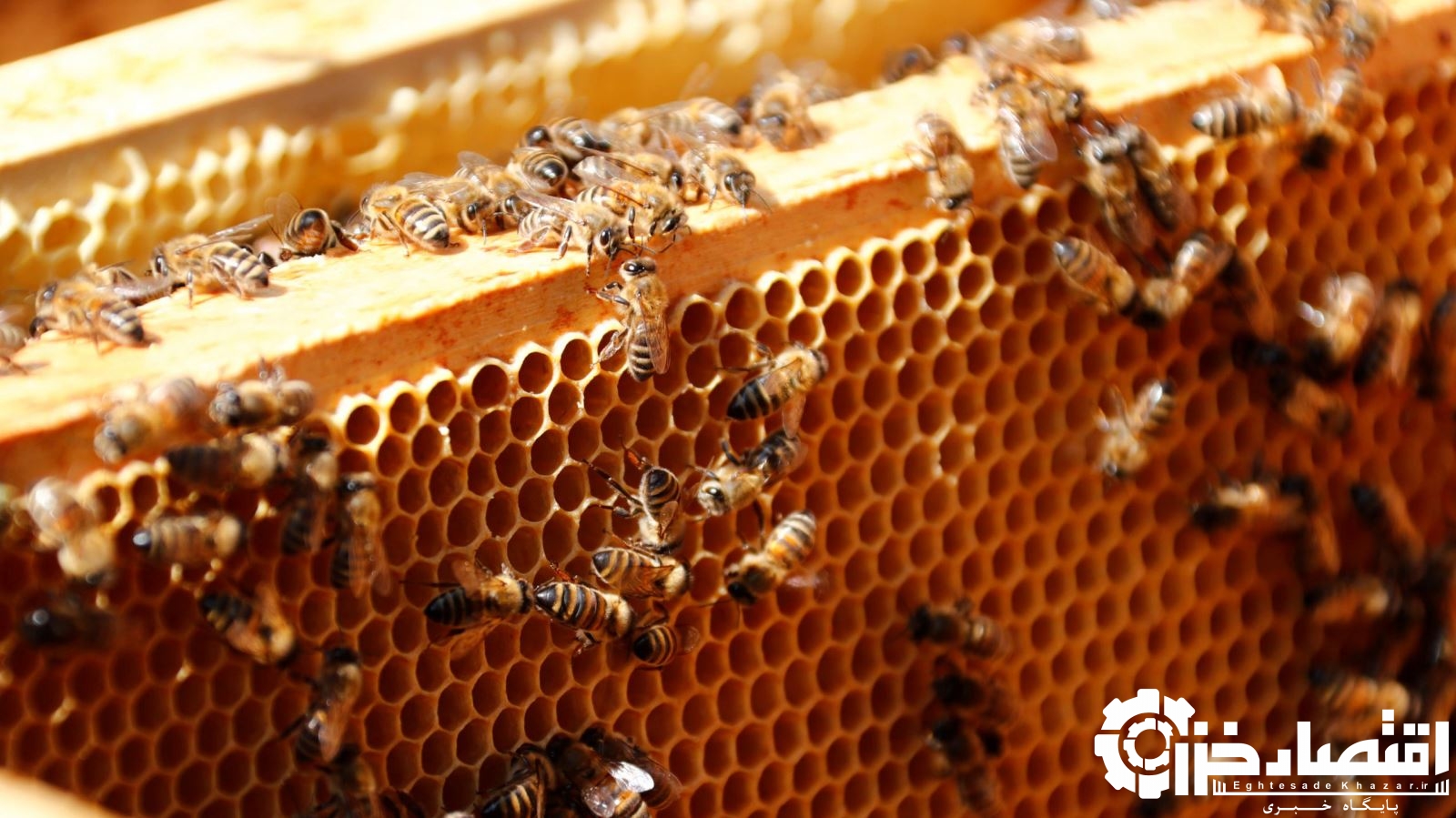 افزایش ۲۱ درصدی تولید عسل در گیلان