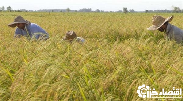 پرورش راتون در ۶۰ هزار هکتار از شالیزارهای گیلان