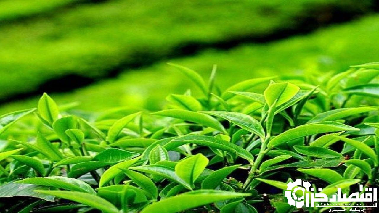 ۲۲ هزار و ۸۰۰ تن چای خشک در گیلان و مازندران تولید شد