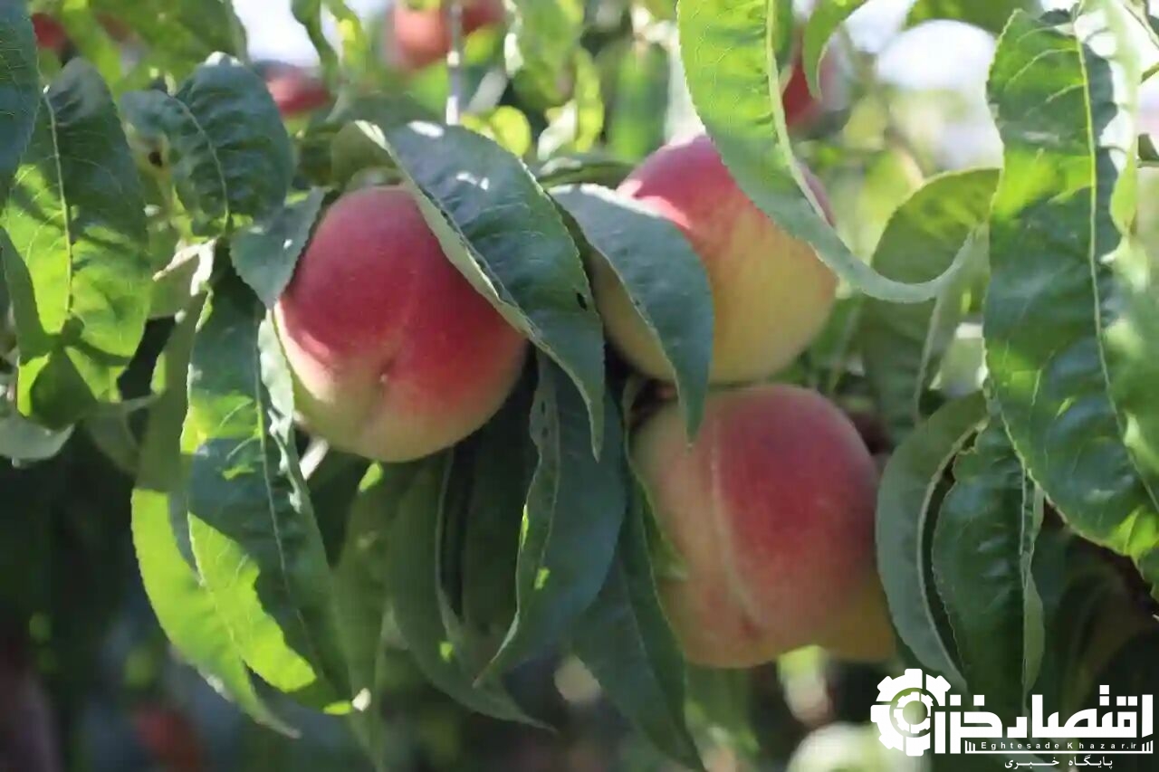 فیلم رنگ‌آمیزی هلو مربوط به رشت نیست