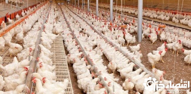آغاز تولید قراردادی مرغ در گیلان