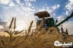 خرید تضمینی گندم در گیلان آغاز شد